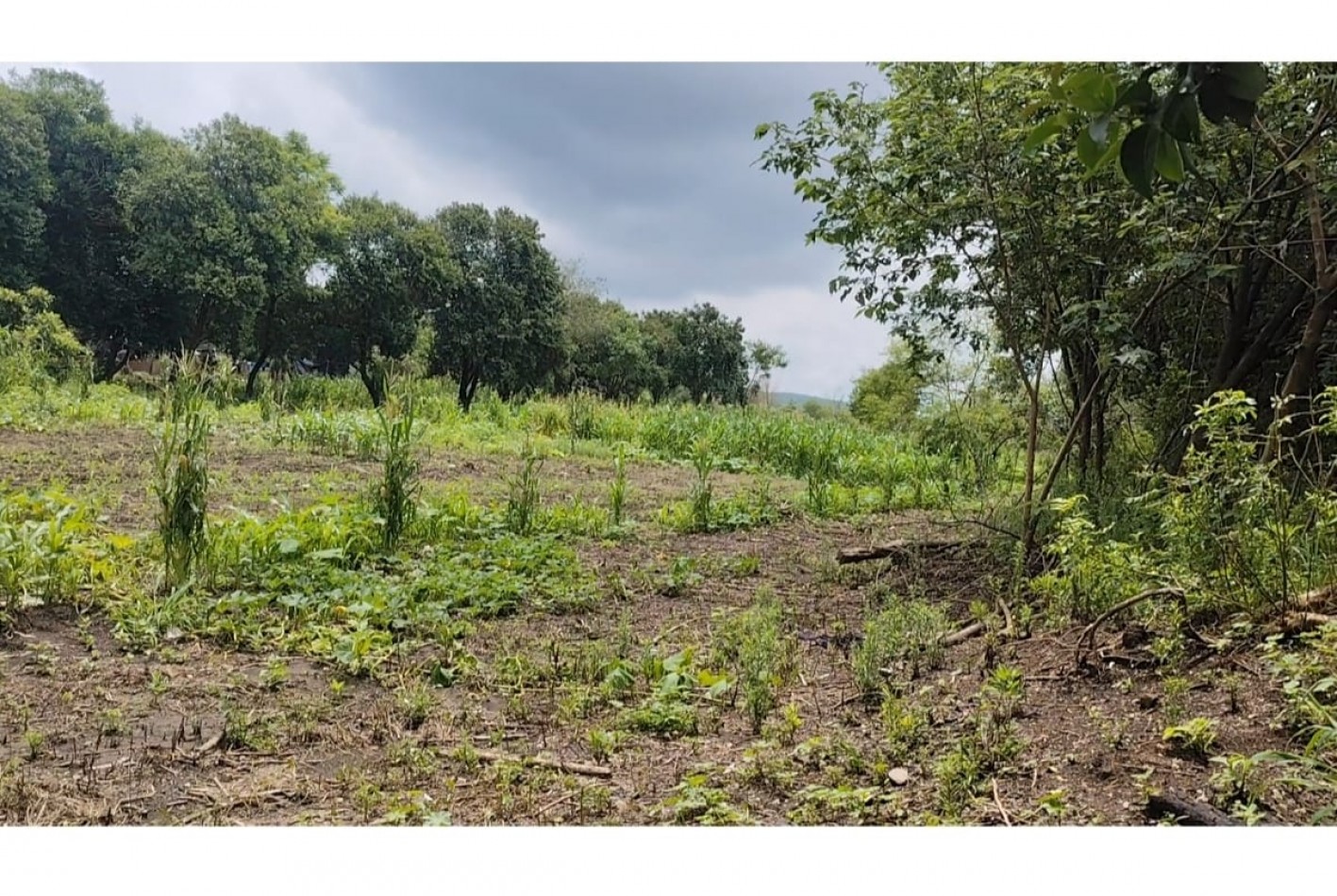 15.000 m2 en venta - Tafi viejo 